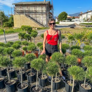 Borovica čierna (Pinus nigra) 'BAMBINO' výška: 60-90 cm, kont. C5L/C7L - NA KMIENKU